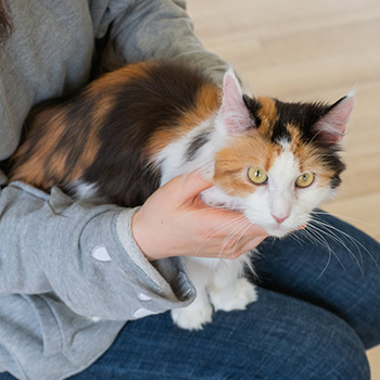 抱っこされる猫ちゃん